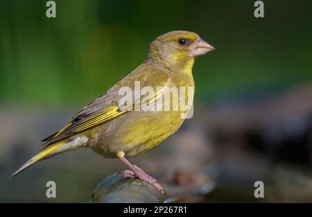 Greenfinch mâle européen (Chloris chloris) assis sur une ancienne branche avec fond vert et lumière douce du matin Banque D'Images