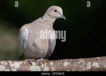 Dove à col eurasien (Streptopelia decaocto) perchée sur une ancienne branche pour un portrait de près avec un arrière-plan sombre Banque D'Images