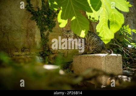 Le chat à rayures grises et noires se fixe au Lens à travers la végétation dans un magnifique jardin arabe antique Banque D'Images