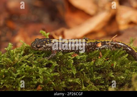 Gros plan détaillé sur une salamandre à bout long d'Amérique du Nord juveile, Ambystoma macrodactylum Banque D'Images