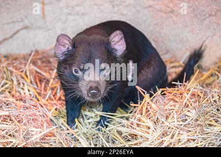 Un diable de Tasmanie, Sarcophilus harrisii, animal drôle Banque D'Images