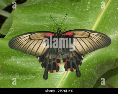 Gros plan coloré sur un grand papillon mormon asiatique, Papilio memnon, Papilionidae, assis avec des ailes étalées sur une feuille de banane verte Banque D'Images