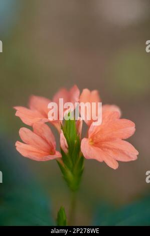 fleur de crossandra vibrante, également appelée fleur de pétards, vue rapprochée avec mise au point sélective et orientation verticale avec espace de copie adapté à vos besoins de conception Banque D'Images