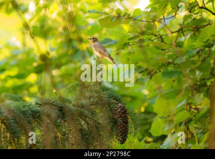 Mignonne femelle Daurian redstart( Phoenicurus Phoenicurus ) perchée sur le bois , animal dans la nature Banque D'Images