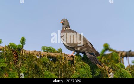 Woodpigeon - Palumbus de Columba, magnifique pigeon coloré des forêts européennes Banque D'Images