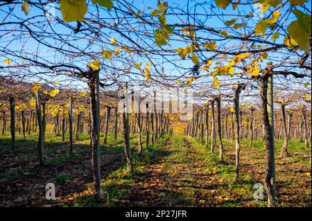 Vignobles de raisin de txakoli vallonné, fabrication de Txakoli ou chacolí légèrement mousseux, vin blanc très sec avec une forte acidité et une faible teneur en alcool, Getaria Banque D'Images