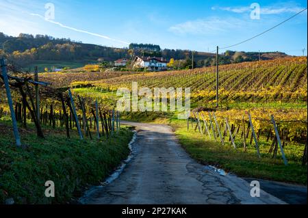 Vignobles de raisin de txakoli vallonné, fabrication de Txakoli ou chacolí légèrement mousseux, vin blanc très sec avec une forte acidité et une faible teneur en alcool, Getaria Banque D'Images