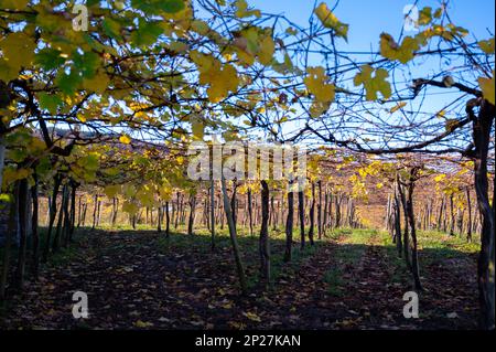 Vignobles de raisin de txakoli vallonné, fabrication de Txakoli ou chacolí légèrement mousseux, vin blanc très sec avec une forte acidité et une faible teneur en alcool, Getaria Banque D'Images