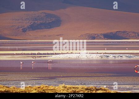 Vue panoramique incroyable de Laguna Colorada ou de la lagune Rouge avec Flock of Flamingos pâturage, Altiplano bolivien, Bolivie, Amérique du Sud Banque D'Images