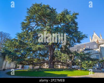 31m grand Cèdre du Liban (Cedrus libani) planté en 1804 dans le jardin du Musée des Beaux Arts, Tours, Indre-et-Loire (37), France. Banque D'Images