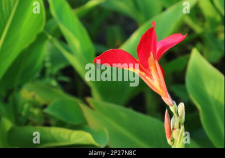 Gros plan de la couleur vive de la canne rouge et de la fleur de Lily Blooming dans le jardin Banque D'Images
