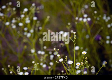 Fleurs sauvages dans un pré dans l'obscurité du soir ou de la nuit. Fleurs violettes et blanches couleur nature flou arrière-plan. Mise au point peu profonde Banque D'Images