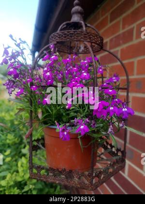 Un étalage de fleurs violettes dans un vieux cadre suspendu en fer. Banque D'Images