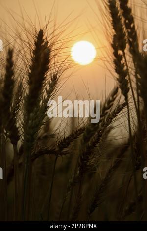 tige d'herbe de blé gros plan photo silhouette au coucher du soleil et au lever du soleil en été, le soleil de la nature fixe le fond jaune Banque D'Images