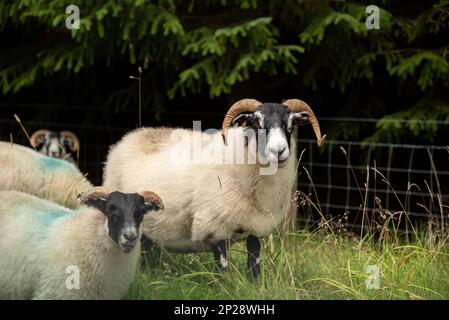 Chèvres sauvages dans les montagnes écossaises Banque D'Images