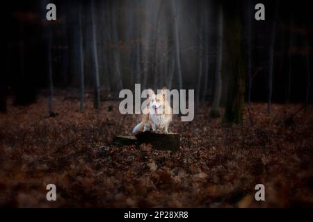 Un chien gallois Corgi Pembroke se tient sur une épingle au milieu de la forêt, illuminé par un rayon de lumière incidente. Dans la forêt Banque D'Images