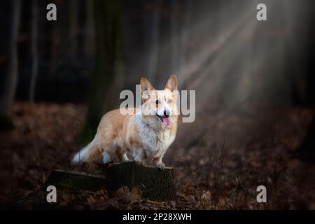 Un chien gallois Corgi Pembroke se tient sur une épingle au milieu de la forêt, illuminé par un rayon de lumière incidente. Dans la forêt Banque D'Images