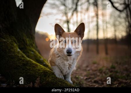 Un chien gallois de Corgi Pembroke se tient près d'un arbre au coucher du soleil. Dans la forêt Banque D'Images