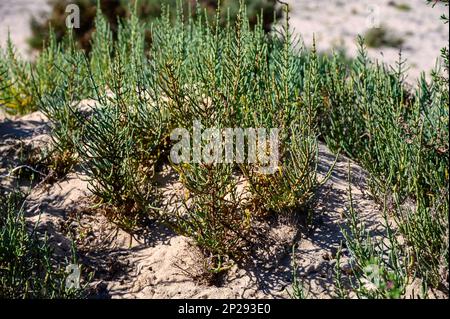 Salicornia plantes comestibles poussant dans les marais salés, plages, également appelé glassmotte, pickleeed, picklegrass, marais samhire, haricots de mer, vert samhire o Banque D'Images