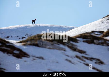 E Apennine chamois est une sous-espèce du chamois, un mammifère de chèvre trouvé dans les montagnes de l'Europe Banque D'Images