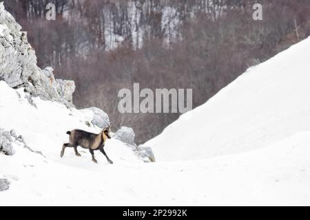 E Apennine chamois est une sous-espèce du chamois, un mammifère de chèvre trouvé dans les montagnes de l'Europe Banque D'Images