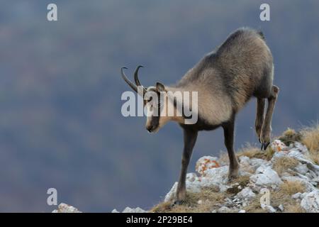 E Apennine chamois est une sous-espèce du chamois, un mammifère de chèvre trouvé dans les montagnes de l'Europe Banque D'Images