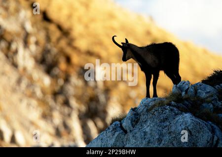 E Apennine chamois est une sous-espèce du chamois, un mammifère de chèvre trouvé dans les montagnes de l'Europe Banque D'Images