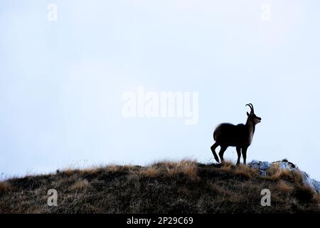 E Apennine chamois est une sous-espèce du chamois, un mammifère de chèvre trouvé dans les montagnes de l'Europe Banque D'Images