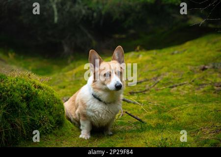 Un chien galloise triste de Corgi Pembroke se trouve dans un pré rempli de mousses. Un chien dans les montagnes Banque D'Images