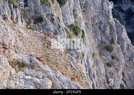 E Apennine chamois est une sous-espèce du chamois, un mammifère de chèvre trouvé dans les montagnes de l'Europe Banque D'Images