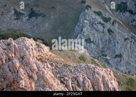 E Apennine chamois est une sous-espèce du chamois, un mammifère de chèvre trouvé dans les montagnes de l'Europe Banque D'Images