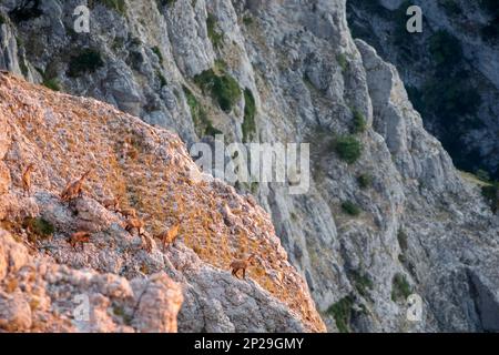 E Apennine chamois est une sous-espèce du chamois, un mammifère de chèvre trouvé dans les montagnes de l'Europe Banque D'Images