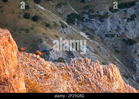 E Apennine chamois est une sous-espèce du chamois, un mammifère de chèvre trouvé dans les montagnes de l'Europe Banque D'Images