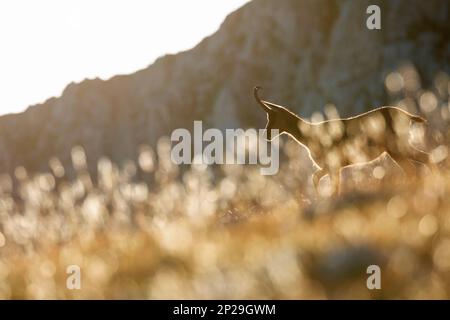 E Apennine chamois est une sous-espèce du chamois, un mammifère de chèvre trouvé dans les montagnes de l'Europe Banque D'Images