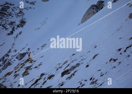 E Apennine chamois est une sous-espèce du chamois, un mammifère de chèvre trouvé dans les montagnes de l'Europe Banque D'Images