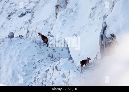 E Apennine chamois est une sous-espèce du chamois, un mammifère de chèvre trouvé dans les montagnes de l'Europe Banque D'Images