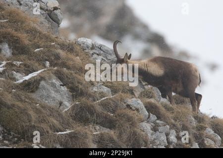 E Apennine chamois est une sous-espèce du chamois, un mammifère de chèvre trouvé dans les montagnes de l'Europe Banque D'Images