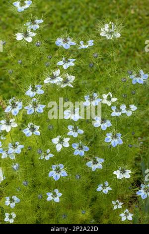 Gros plan de Nigella damascena / |des fleurs bleues et blanches en ove-in-a-brumisse fleurissent dans un jardin de chalet anglais en juin, Angleterre, Royaume-Uni Banque D'Images