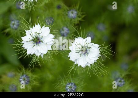 Gros plan de Nigella damascena / |des fleurs bleues et blanches en ove-in-a-brumisse fleurissent dans un jardin de chalet anglais en juin, Angleterre, Royaume-Uni Banque D'Images