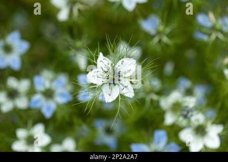 Gros plan de Nigella damascena / |des fleurs bleues et blanches en ove-in-a-brumisse fleurissent dans un jardin de chalet anglais en juin, Angleterre, Royaume-Uni Banque D'Images