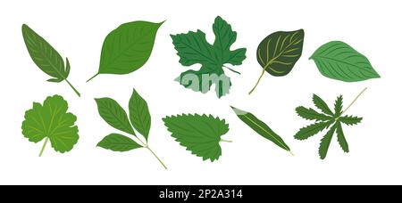 Les illustrations vectorielles feuilles vertes sont en blanc. Illustration de Vecteur