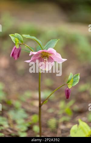Gros plan d'un hellébore rose isolé fleurissant dans un jardin en mars, Angleterre, Royaume-Uni Banque D'Images