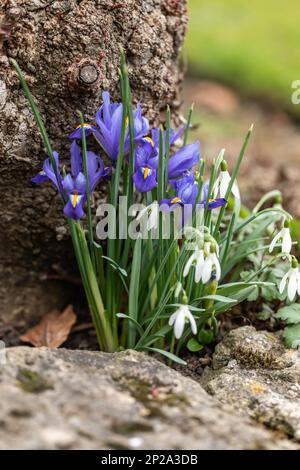 Gros plan de Iris reticulata (Ilees nains) et de gouttes de neige (Galanthus) fleurissant contre un arbre en février / mars. Angleterre , Royaume-Uni Banque D'Images