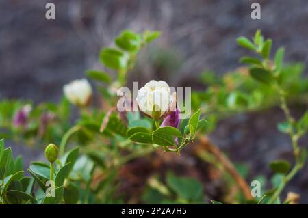 Une fleur blanche de montagne capparis spinosa qui pousse dans une roche. Succulent avec belle floraison. Banque D'Images