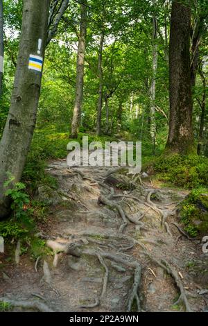 Marquage du sentier de randonnée en jaune et bleu, peint sur un arbre. Le marquage nous mènera à notre destination sans errer le long du chemin. pe polonais Banque D'Images