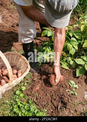 Jardinier récoltant des pommes de terre dans un jardin. Banque D'Images