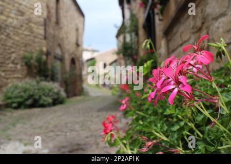 Le pélargonium aux feuilles d'Ivy fleurit à cordes-sur-ciel, le beau village de France Banque D'Images