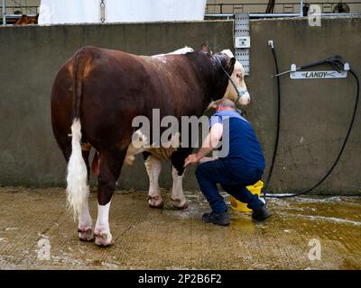 Homme fermier lavant le taureau blanc rouge Hereford debout dans le lavage de bétail, se préparer à l'animal (eau savonneuse) - Great Yorkshire Show, Harrogate, Angleterre Royaume-Uni. Banque D'Images