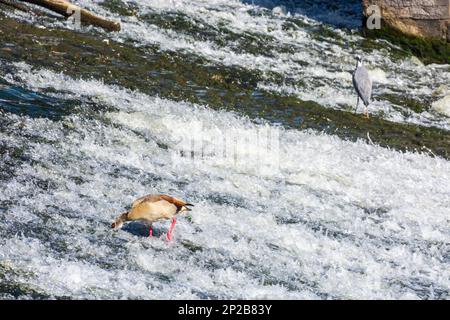 Runkel : Oies égyptiennes (Alopochen aegyptiaca), rivière Lahn à Lahntal, Hesse, Hesse, Allemagne Banque D'Images