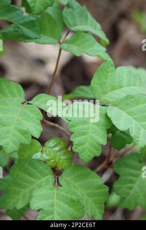 Bien que leurs feuilles exsudent l'urushiol toxique, Toxicodendron Diversilobum, est une partie importante de l'écologie indigène dans les montagnes de Santa Monica. Banque D'Images